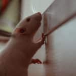 extermination rat