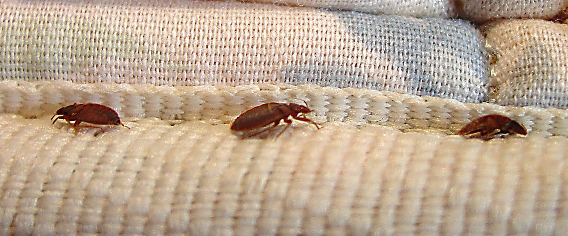 bed-bugs-punaise-de-lit