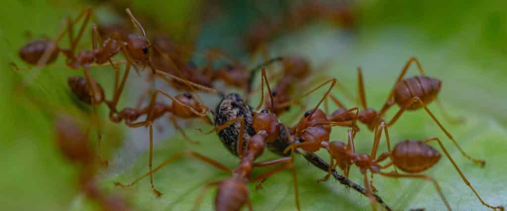 fourmis feu