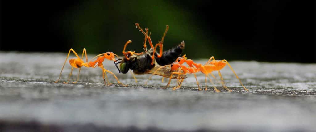 fourmis feu